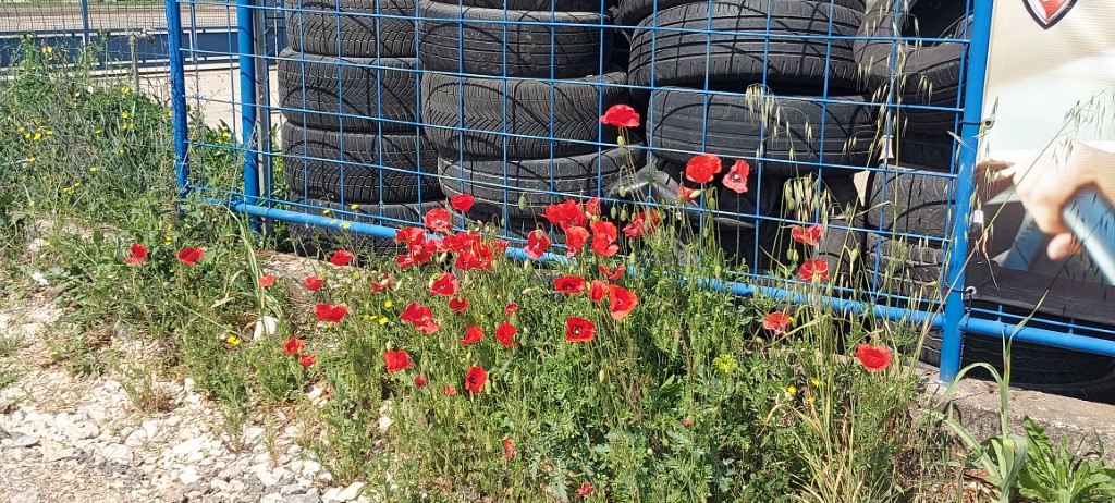 Gumeni crveni makovi